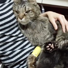 今回は、マンニトール3日で効果の画像