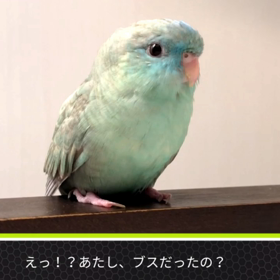 小福主演『BUSUの一生』の画像