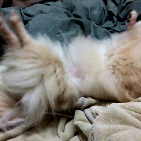 クリスマスにほしいものはなに？ブログネタクリスマスにほしいものはなに？寝具  敷きマットレスの画像