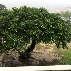 キジムナーはいるのだーの画像