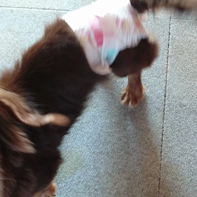 今朝の愛ちゃんの画像