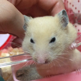 今日のまんじゅう。の画像