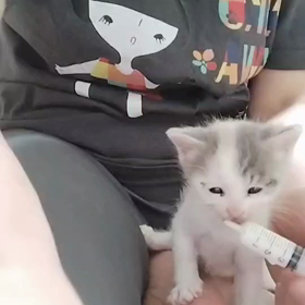 三毛　みゃ〜ちゃん　ミルクうまの画像