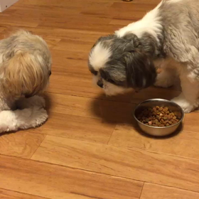 我が家のダイソンの画像