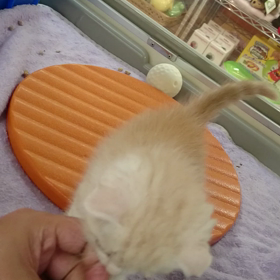 スコティシュフォールドのクリームタビー(^-^)/の画像