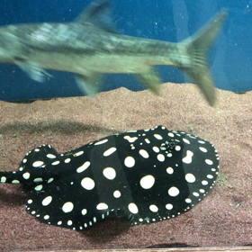 ダイヤモンドポルカドットスティングレイの画像