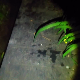 脱走・逸走 【見つかりました！】の画像