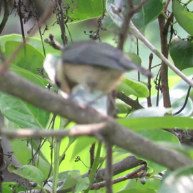 すぎぴたんの事件簿シーズン3　76話（ヤマガラの幼い頃の動画）の画像