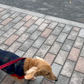 旦那を訪ねて三千里＋αの画像