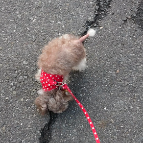 豚のシッポのレイチェルの画像