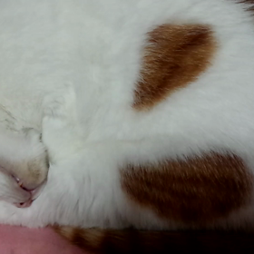 人間並の音。の画像