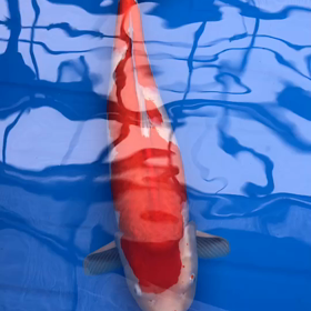 ざんねんなあがりの画像