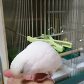 ノリノリ通り越してます(苦笑)の画像