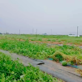 すいかの名産地　交通誘導大忙しの画像