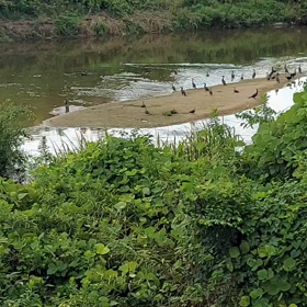 足守川の川鵜たち(*^^*)♪の画像