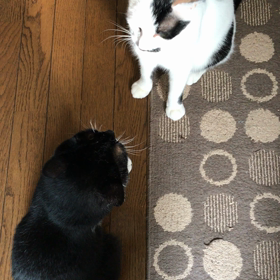 朝のろくみーの画像