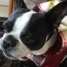 宝塚宙組「記者と皇帝」、そしてノートン一世の画像