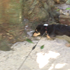 備前のフクギ並木道の画像