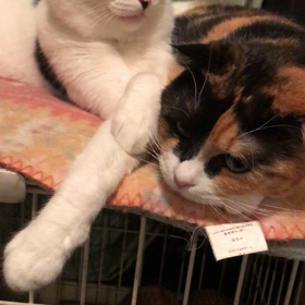 さて、との画像