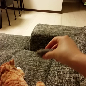 *犬みたいな行動する猫*の画像