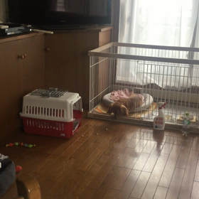 バリケンレッスンの画像