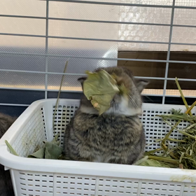 頑張れ頑張れの画像