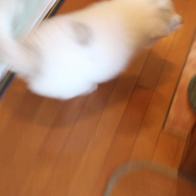 こんなに可愛い頃もあったのねー( ^ω^ )の画像