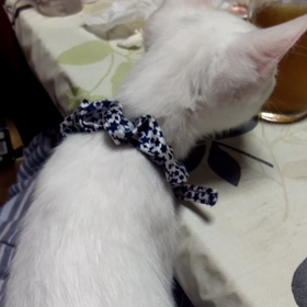 いつも腹が減ってるネコの画像