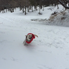 2/28雪遊びの追加動画の画像