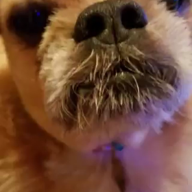 パパぼっちからのご挨拶の画像