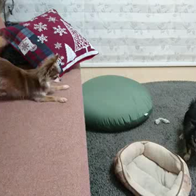 つれないなぁ。の画像