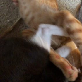 強い子明ちゃんの画像