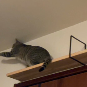 我が家のニャンコが、、、。の画像