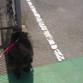 たまさぶろう君のお散歩(^^)の画像