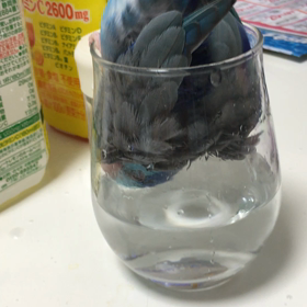 水浴び in コップの画像