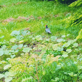 主（ぬし）降臨。の画像