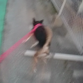 ランプくんのお散歩～(^^)の画像