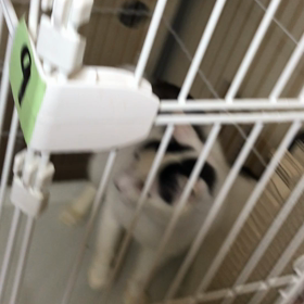 多頭飼育レスキュー【令和元年5月1日】の画像