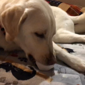 考えることが出来る犬 その2の画像