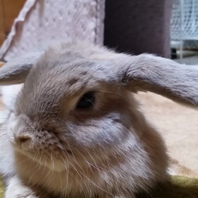 お耳が立った～♪の画像