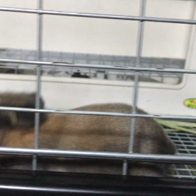 びびちゃんベビーと来週の営業案内の画像