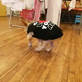 チャッピーちゃん！の画像