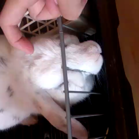 ロップイヤーラビットの手鞠の画像