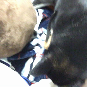 ここほれわんわん。の画像