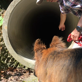 トンネル〜〜〜   ٩( ᐛ )وの画像
