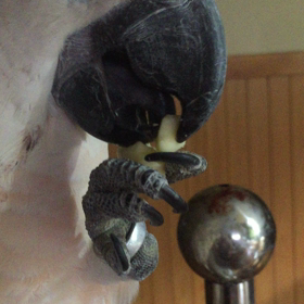 平気みたいの画像