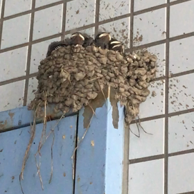 つばめの巣で起きてる事の画像