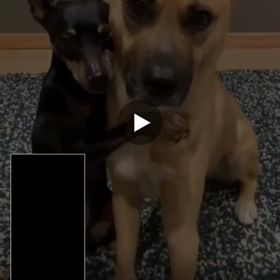 イケメン？　Ha!の画像