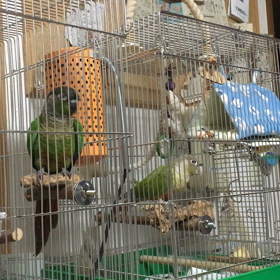 小鳥のさえずり、と言うより…の画像