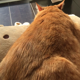 静と動！の画像